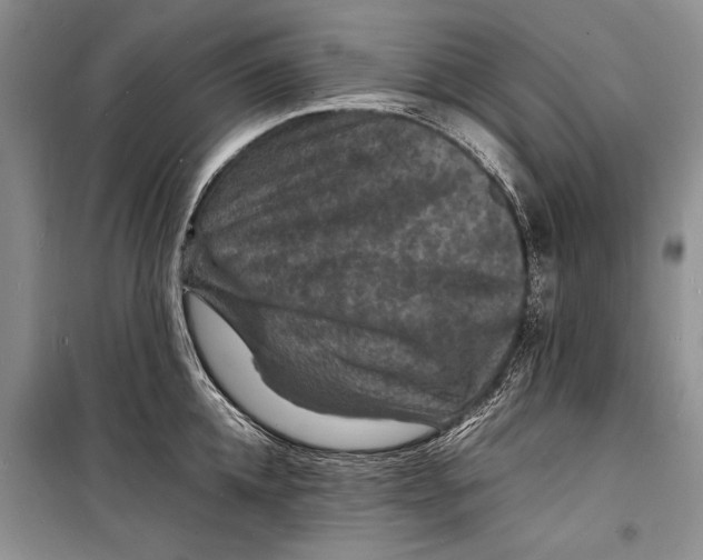 X0000098180952200805151137