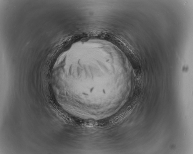 X0000098180961200805151137