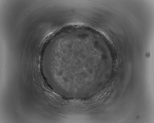 X0000098180967200805151137