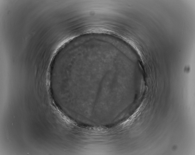 X0000098180979200805151137