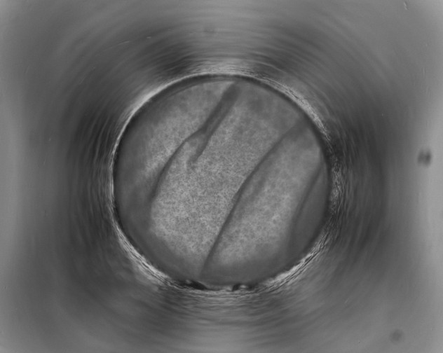 X0000098180980200805151137