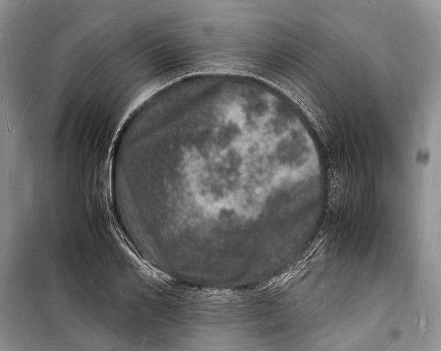 X0000098180982200805151136