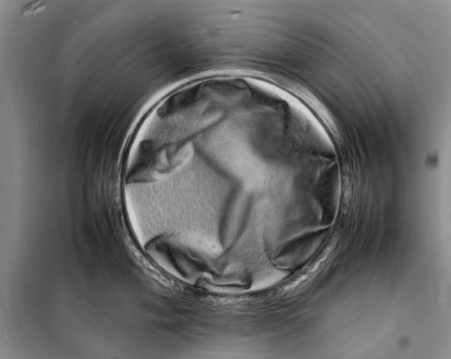 X0000098181004200805151136