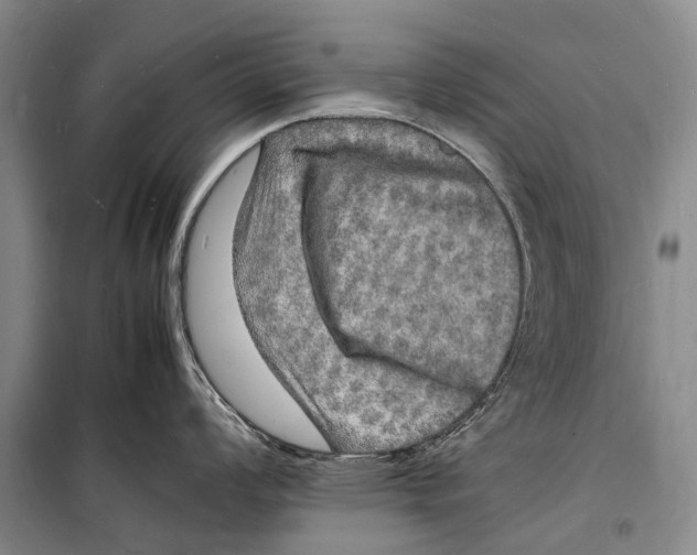 X0000098181008200805151136