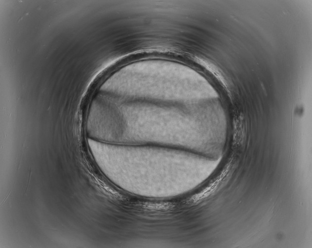 X0000098181021200805151135