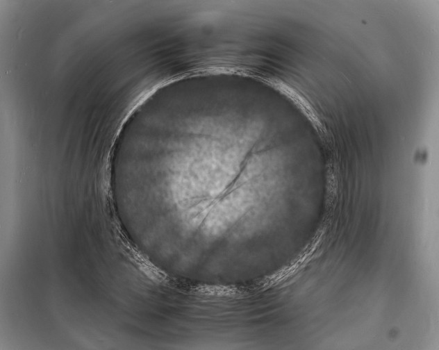 X0000098181023200805151135