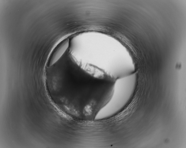 X0000098181024200805151135