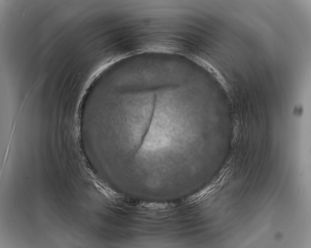 X0000098181027200805151135