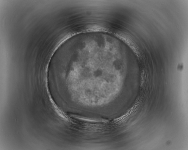 X0000098181039200805151136