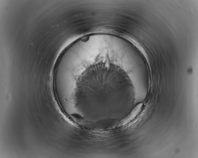 X0000098181053200805151136