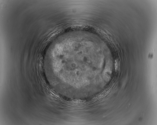 X0000098181059200805151135