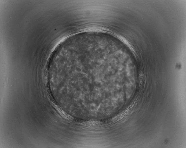 X0000098181067200805151135