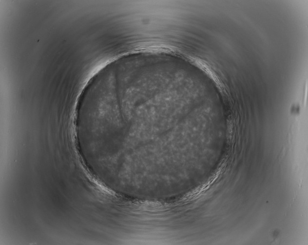 X0000098181071200805151135