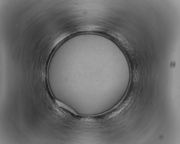 X0000098181073200805151135