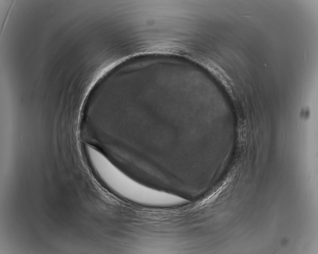 X0000098181077200805151135