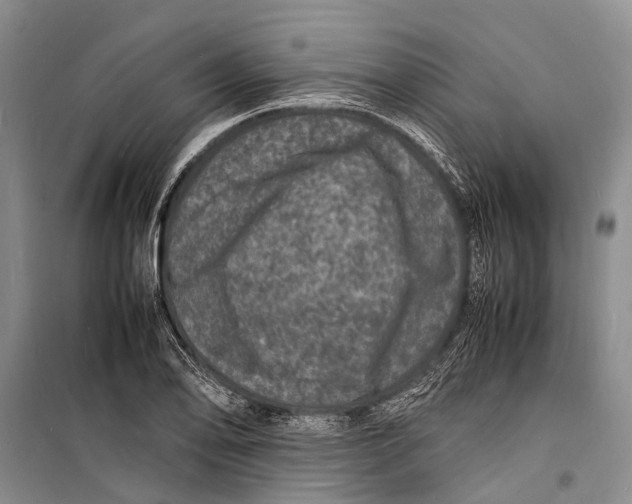 X0000098181078200805151135