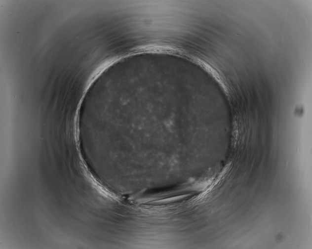 X0000098181082200805151135