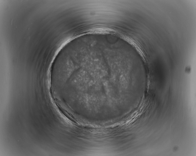 X0000098181083200805151135