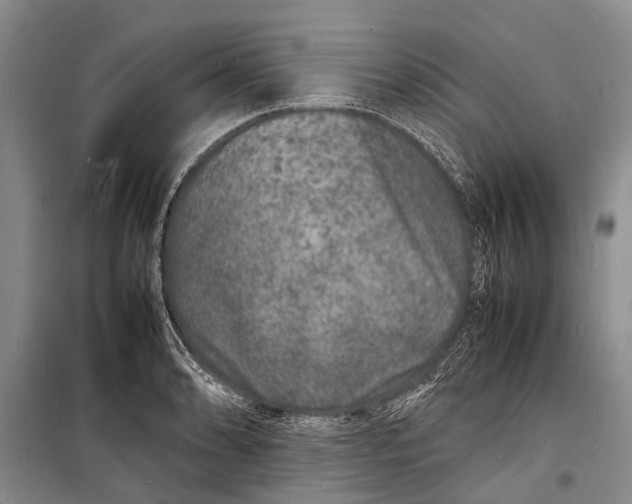 X0000098181086200805151135