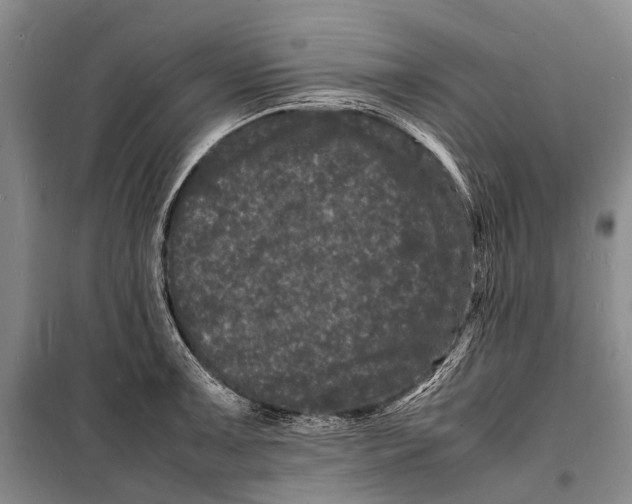 X0000098181091200805151135