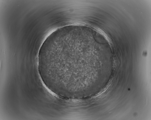 X0000098181095200805151135