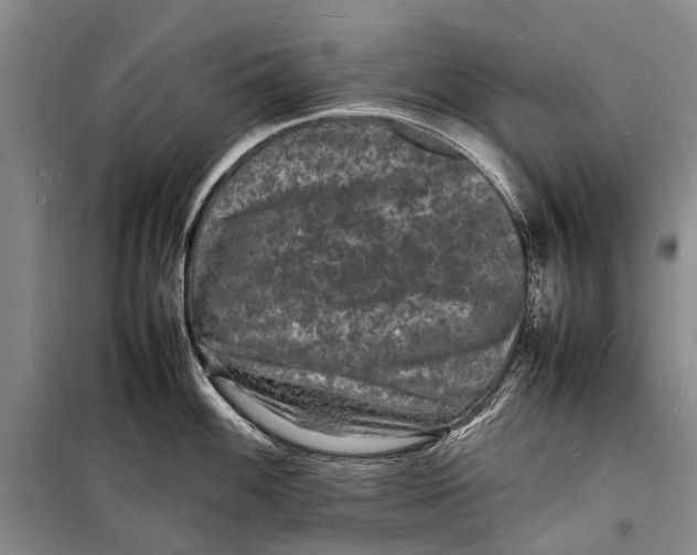 X0000098181100200805151134