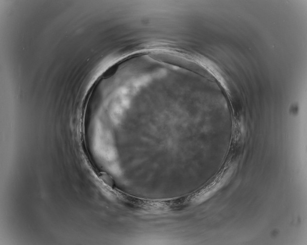 X0000098181101200805151134