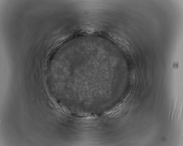 X0000098181105200805151134