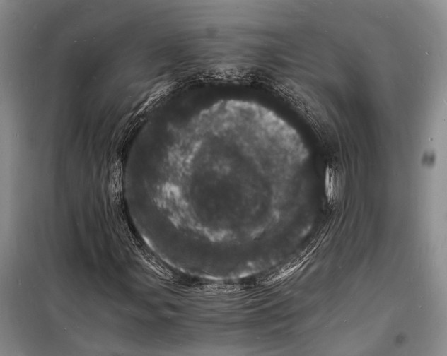 X0000098181107200805151134