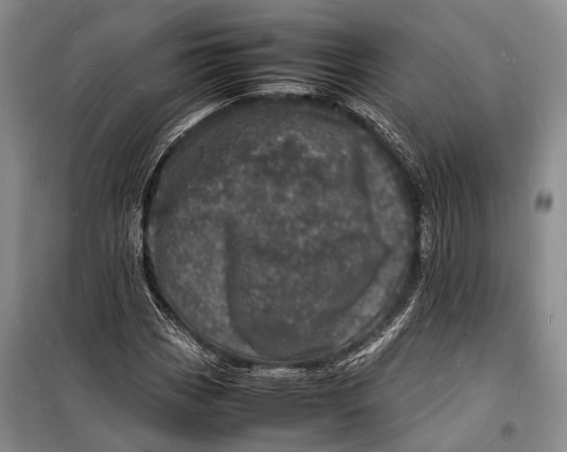 X0000098181113200805151134