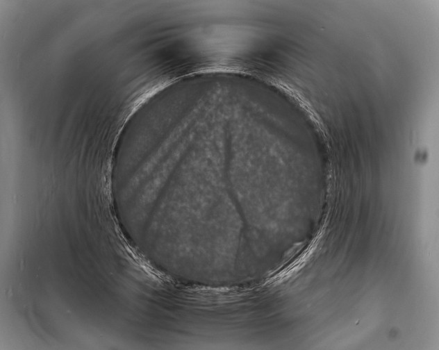 X0000098181121200805151134