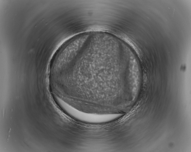 X0000098181124200805151134