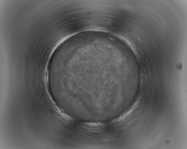 X0000098181125200805151134