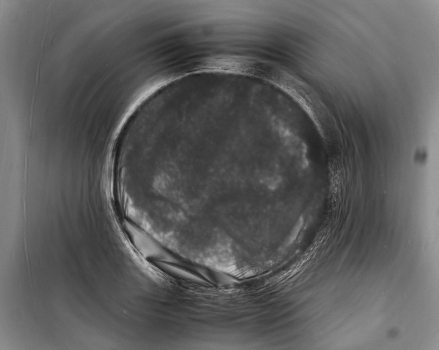 X0000098181131200805151134