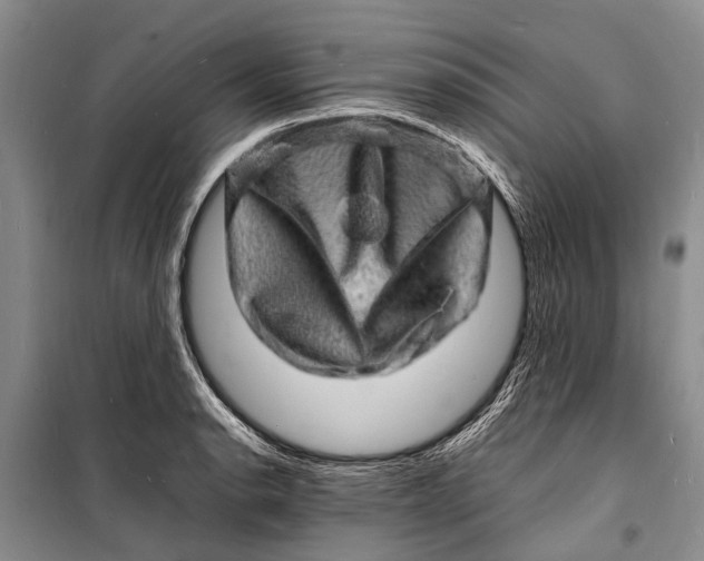 X0000098181134200805151134