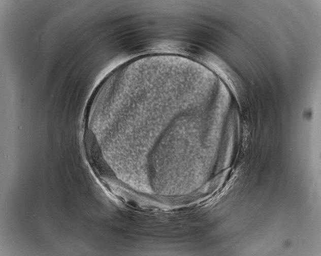 X0000098181141200805151134