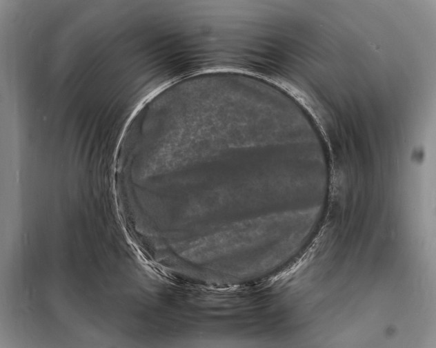 X0000098181145200805151134