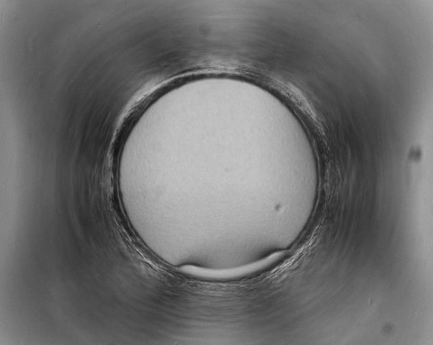 X0000098181172200805151133