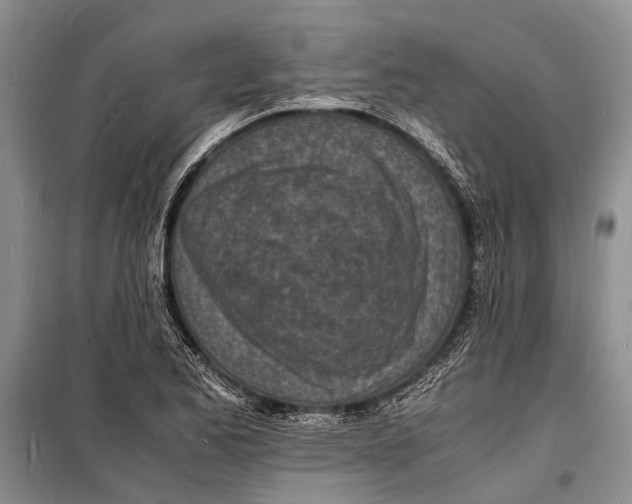 X0000098181173200805151133