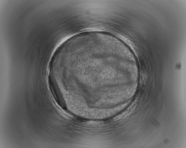 X0000098181179200805151133