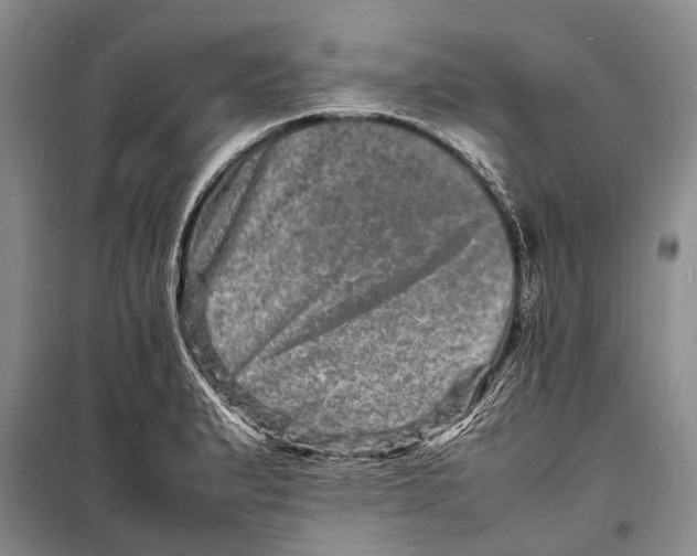 X0000098181183200805151133