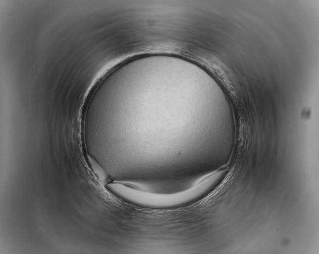 X0000098181184200805151133