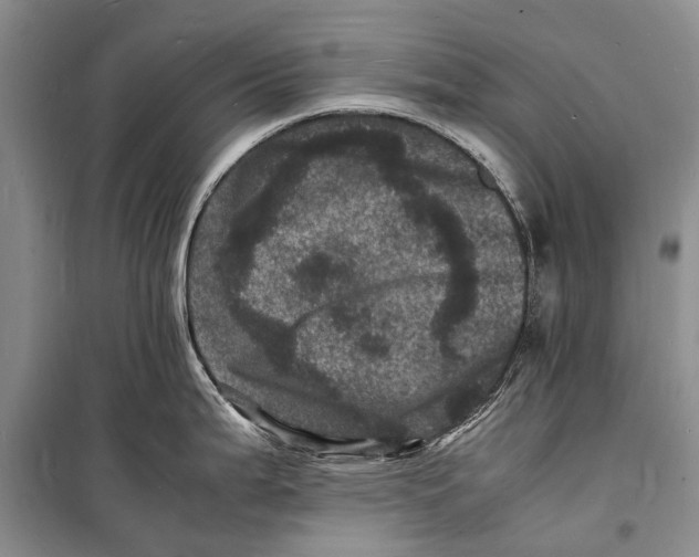 X0000098181199200805151133