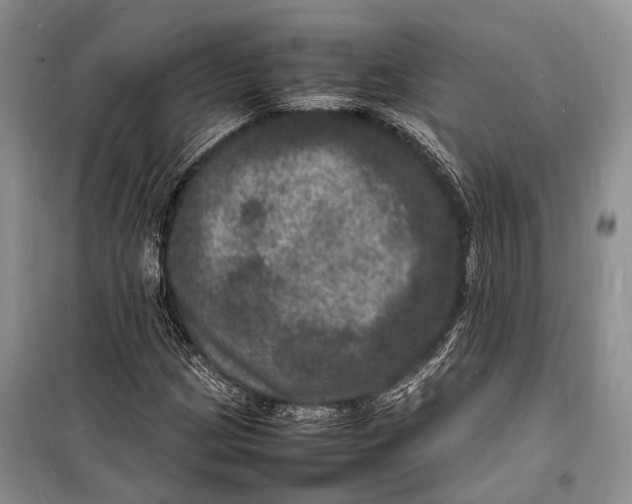 X0000098181209200805151132