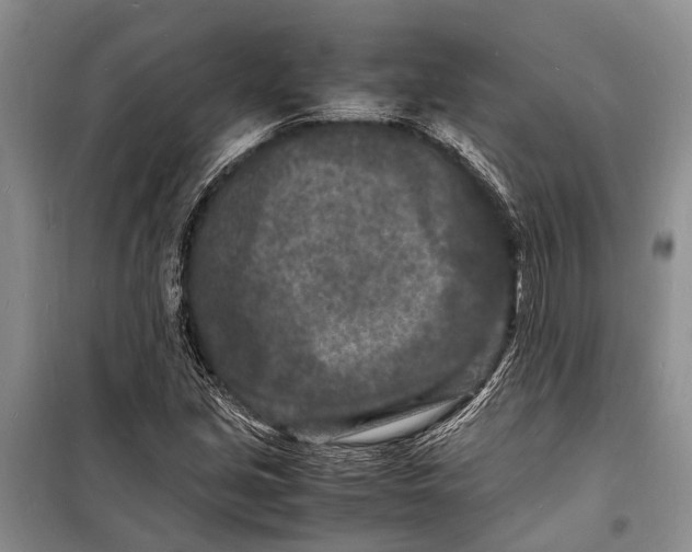 X0000098181213200805151132