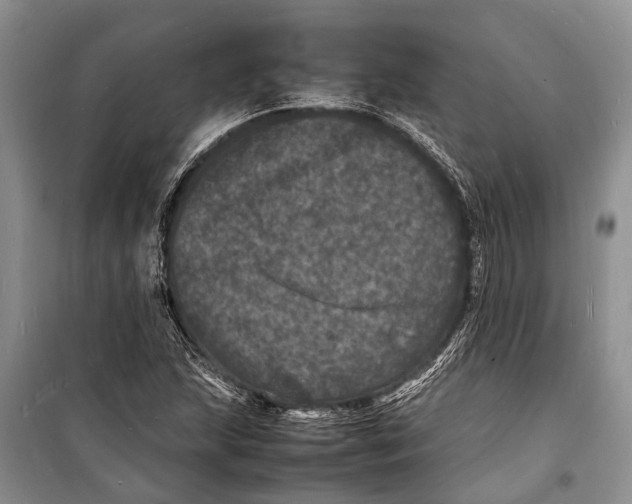 X0000098181215200805151132