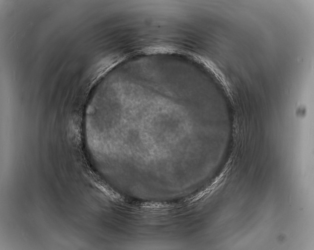 X0000098181217200805151132