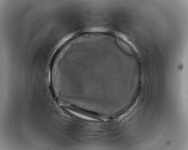 X0000098181221200805151133