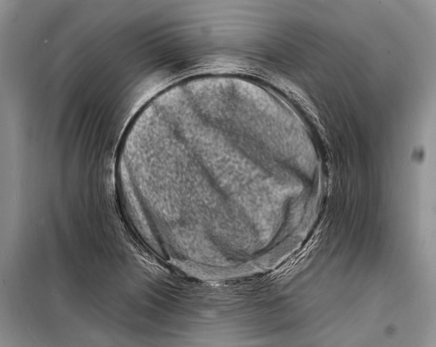 X0000098181226200805151133