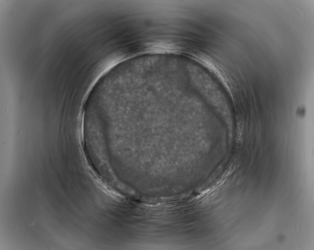 X0000098181227200805151133